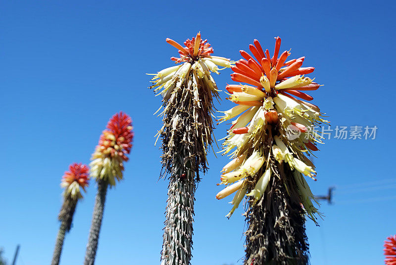 “火红的扑克牌”或“火炬百合”(Kniphofia Uvaria)